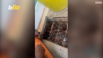Homeowners Investigate Honey Dripping Down Walls