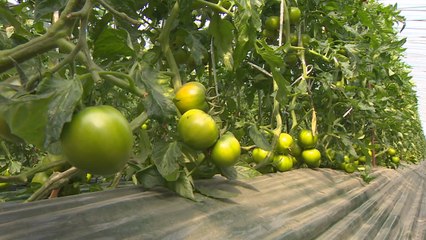 [부산] '단 짠'의 정석 '대저토마토 축제 다음 달 개최 / YTN