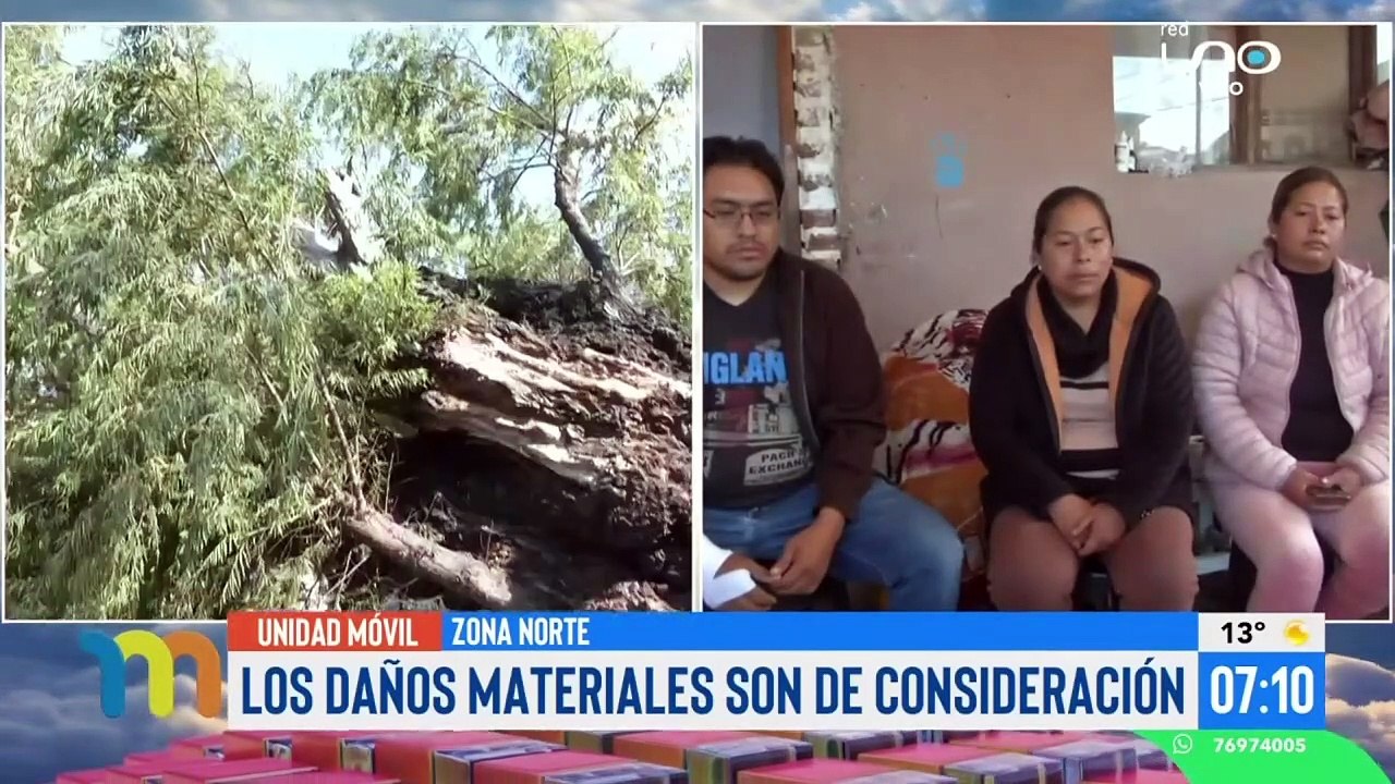 [Video] Así quedó un vehículo luego de que enorme árbol le cayera encima