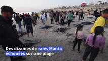 Des raies manta échouées sur une plage de Gaza