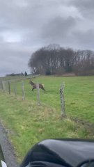Un cerf court le long de la route et saute des clôtures à Saint-Pierre-de-Frugie en Dordogne
