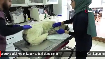 Kurt kapanına kapılarak patisi kopan köpek tedavi altına alındı