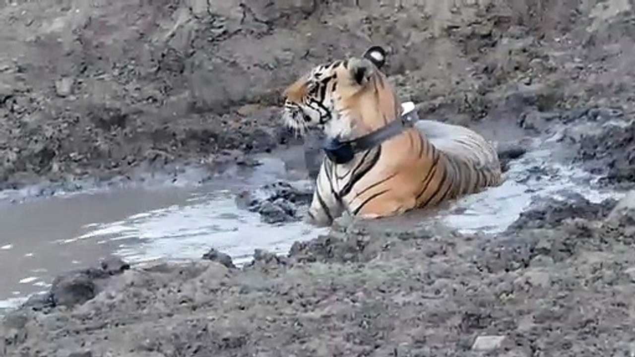 मुकुंदरा टाइगर रिजर्व कोटा में बढ़ेगा बाघों का कुनबा