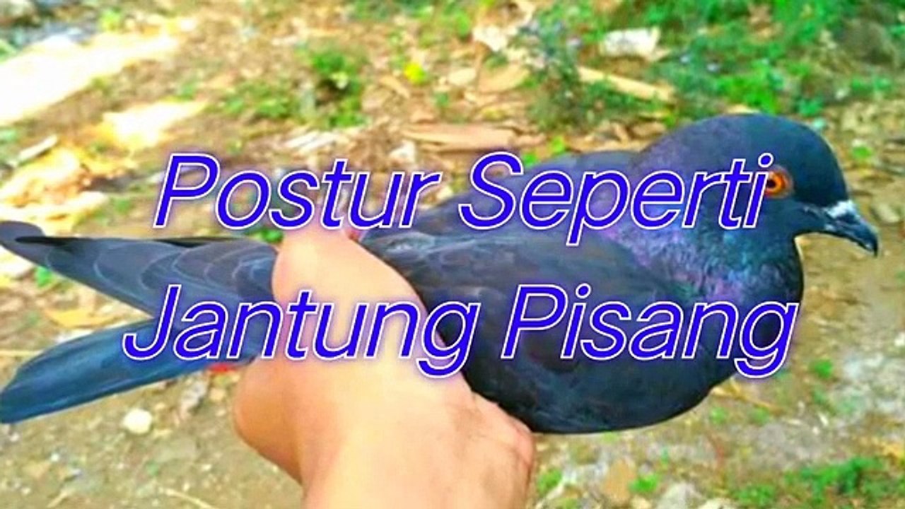 Peliharalah ! Jika menemukan Ciri Betina Merpati Seperti ini