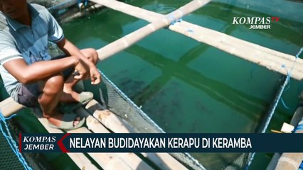 Budidaya Kerapu Keramba, Omsetnya 1 Miliar Sekali Panen