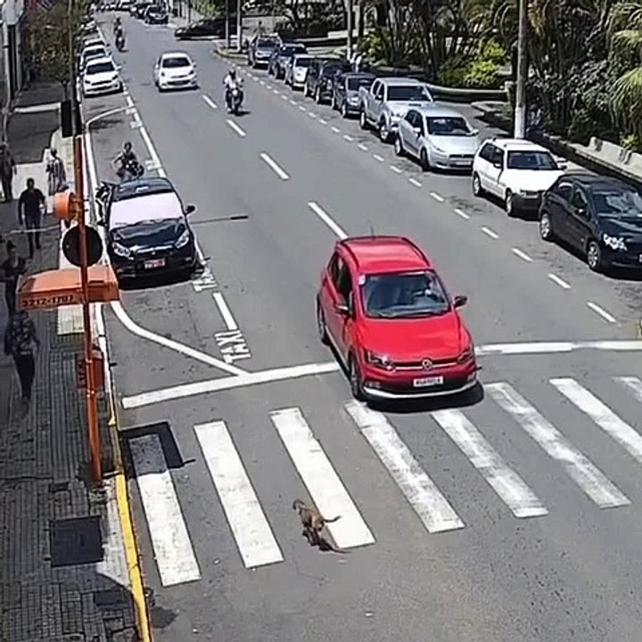 Un automobiliste sauve le chien mais pas le motard