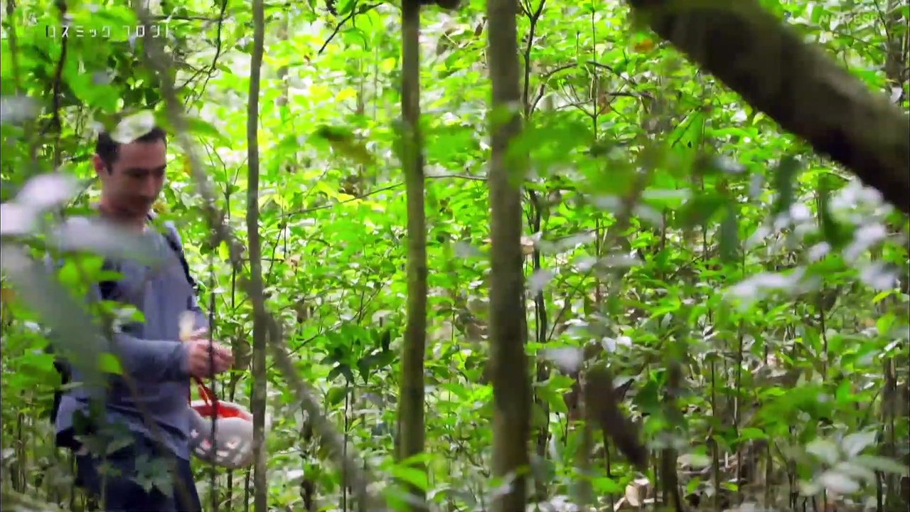 ブルーフロントアマゾンオウム: 鳥の種類のプロフィール