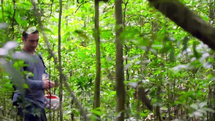 「アマゾンの“空飛ぶ川”   見えてきた地球規模の水循環」コズミック   フロント