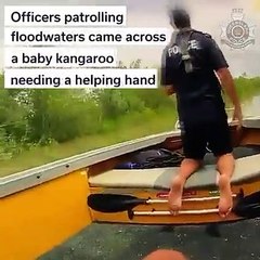 Canguru salvo na Califórnia