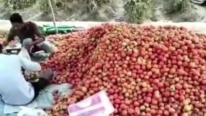 अयोध्या: टमाटर की खेती करने वाले किसानों को नहीं मिल रहा उचित दाम, सुने किसान का दर्द