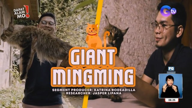 Mala-higanteng pusa, paano alagaan? | Dapat Alam Mo!