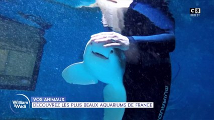 Vos animaux: Découvrez les plus beaux aquariums de France