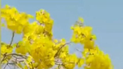 अनोखा पेड़: 7 समुद्र पार पाया जाता है ये पेड़,महज 5 से 7 दिन तक रहते है फूल,जाने खासियत