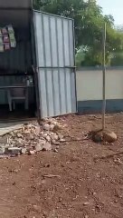 पर्यावरण मित्रों ने स्मृति वन में किया श्रमदान