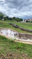 Sucuri gigante passeia ao lado de moradores no Mato Grosso do Sul