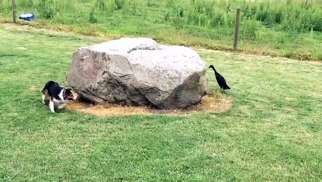 Un canard et un chien jouent à cache-cache et c'est trop mignon