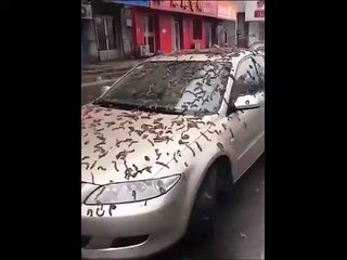 Cina, pioggia di vermi dal cielo o fiori? Ecco la spiegazione - Video