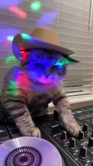 Funny cat videos | cute cats | Try not to laugh | Cat videos Compilation 2023