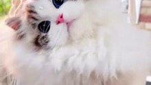 Funny cat videos | cute cats | Cat videos Compilation 2023