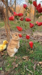 Kelinci lucu makan stroberi 