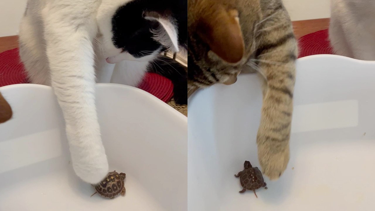 Cats behave surprisingly well while meeting baby turtles for the first time