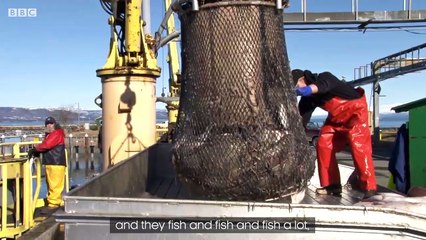 Saving Lahille's Bottlenose Dolphins - Reports From The Frontline - BBC Earth