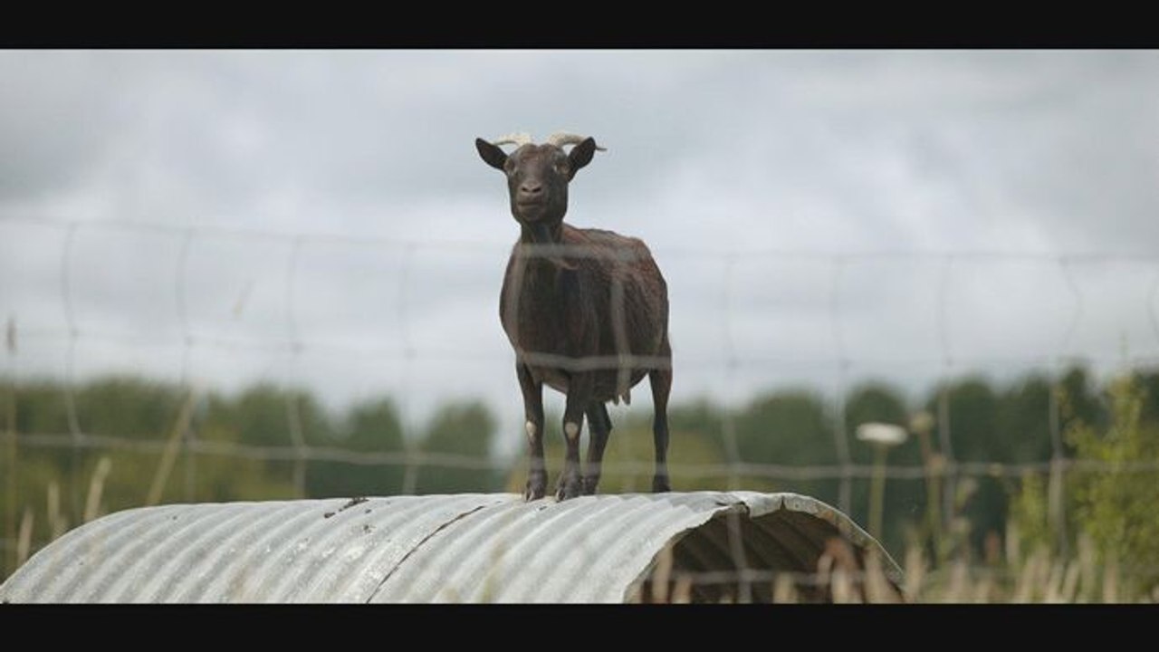 L'usine des animaux