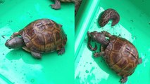 Hungry eastern box turtle chooses between a slug and a worm