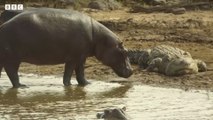Hippos take on crocodiles for best sunbathing spot - Serengeti - BBC
