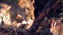 奇妙な話！ライオンは母オリックスと戦い、赤ちゃんオリックスを盗み、自分の子供のように育てます