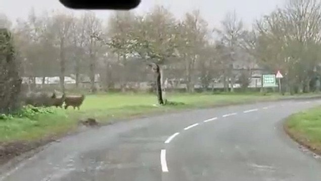Mandria di cervi al galoppo attraversa la strada: il video è virale