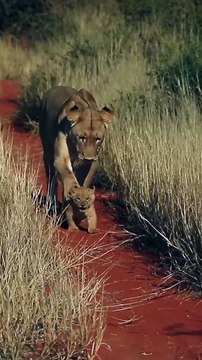 Mommy lion dribbles her tiny cub like a soccer ball ⚽️