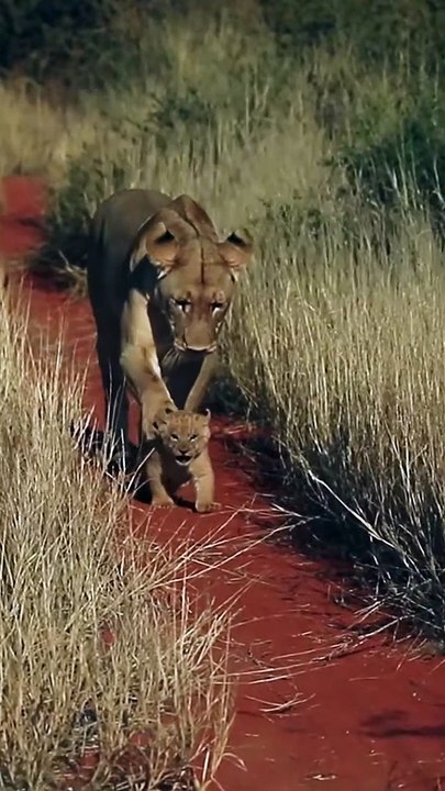 Mommy lion dribbles her tiny cub like a soccer ball ⚽️