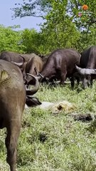 Drama as Buffaloes Trample Old Lion