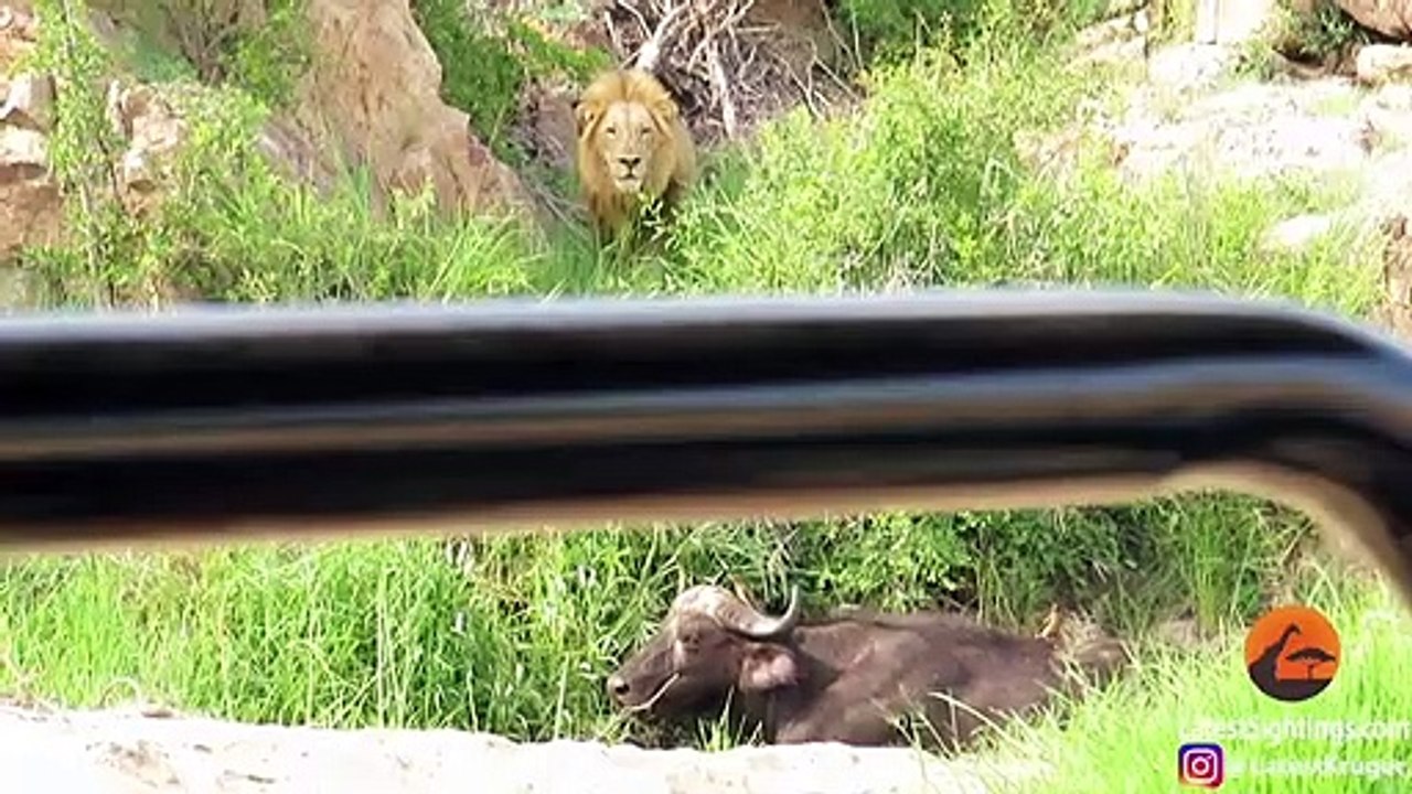 3 Lions Corner Buffalo With Broken Leg