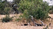 Male leopard Surprises and Steals Meal from Female