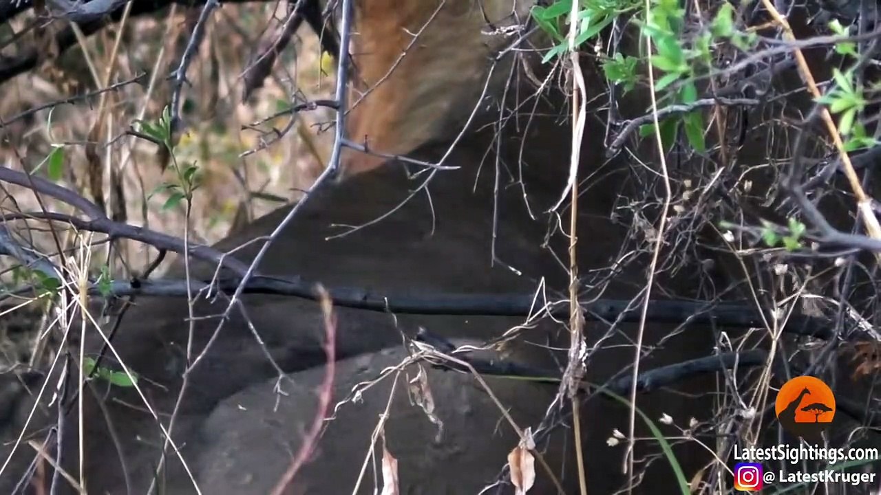 Wild Dog Plays Dead To Escape Lions
