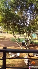 Lion Tries Entering Restaurant Full of Tourists!