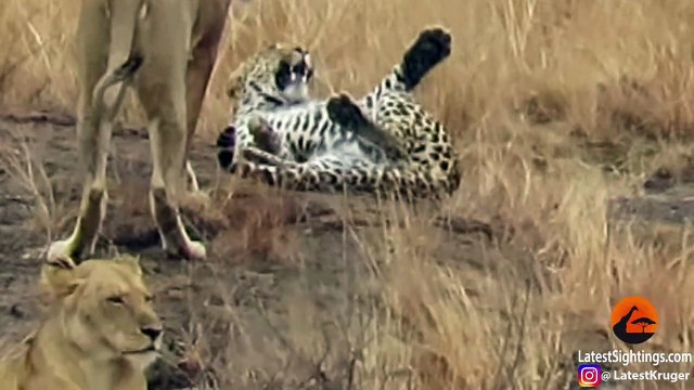 Leopard Tries to Escape Pride of Lions