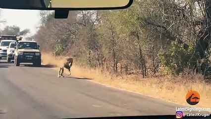 Male Lion Takes on Kudu in the Road
