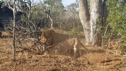 2 Male Lions Dig Out Warthog from Burrow