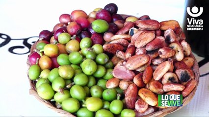 Granada celebra la IV Expo Feria "Nicaragua es cafe" con el mejor café del país