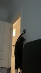 It's Time To Get Up And Feed Nala