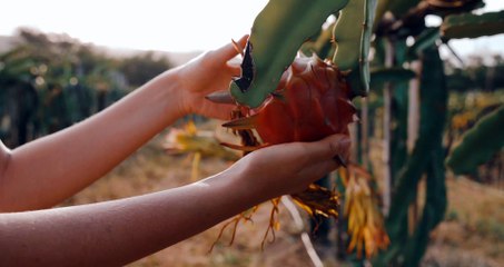 interesting and Fascinating Facts about Dragon Fruit