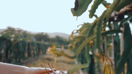 Interesting Facts about Dragon Fruit