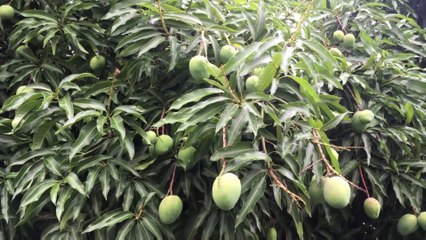 Interesting Facts About Mango