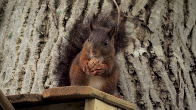 Interesting Facts about Squirrel ️