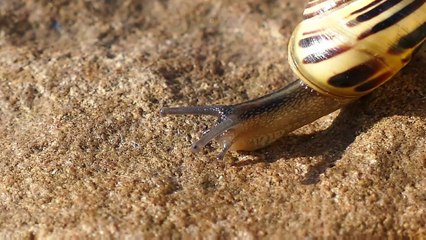 Interesting Facts about Snails