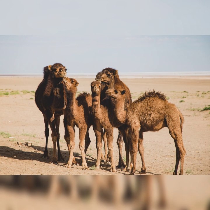 Interesting Facts About Camel