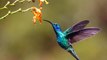 Interesting Facts About Hummingbird